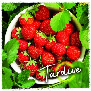 Fraise Tardive copie